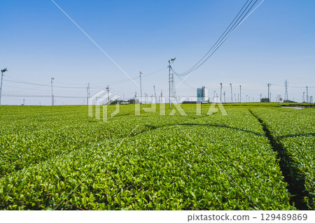 A view of Makinohara Tea Plantation in Shimada City (Shizuoka Prefecture) 129489869