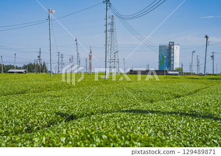 A view of Makinohara Tea Plantation in Shimada City (Shizuoka Prefecture) 129489871
