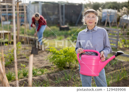 Cheerful elderly female caring for vegetable and plant sprouts and holding pink watering can in hands during daytime in autumn 129489906