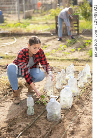 Skillful young woman farmer caring for cucumber seedlings under plastic bottles while working in garden during daytime in spring Skillful young woman farmer caring for cucumber seedlings under plastic bottles while working in garden during daytime in spring 129489923