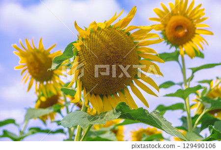 Sunflowers like the sun - 25 Sunflowers like the sun - 25 129490106
