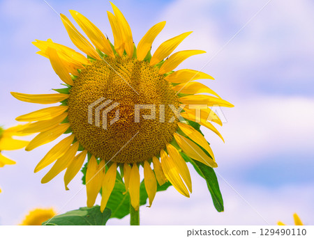 Sunflowers like the sun - 29 Sunflowers like the sun - 29 129490110