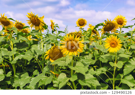 向日葵像太陽 - 36 129490126