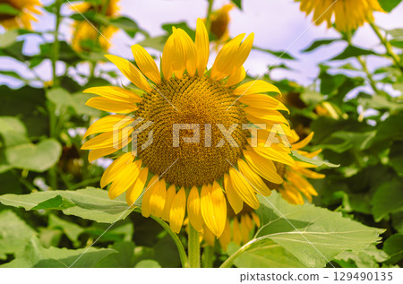 向日葵像太陽 - 39 向日葵像太陽 - 39 129490135