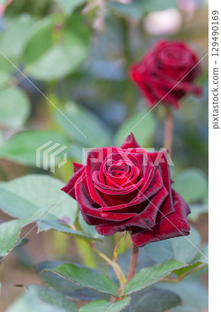 玫瑰園裡盛開的紅秋玫瑰 玫瑰園裡盛開的紅秋玫瑰 129490169