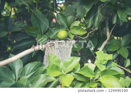 Avocado tree green plant healthy fruit farm. Smart farmer growing plant in eco green farm sustainable quality control. Avocado fruit Farm planting in eco Farmland biotechnology. Fruit organic farm Avocado tree green plant healthy fruit farm. Smart farmer growing plant in eco green farm sustainable quality control. Avocado fruit Farm planting in eco Farmland biotechnology. Fruit organic farm 129490180