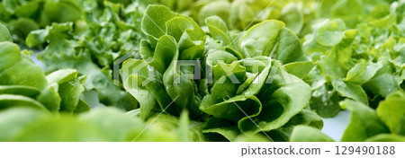 Banner fresh organic hydroponic vegetable plantation produce green salad hydroponic farm. Panorama Green oak lettuce salad in Organic Farm. Salad farm vegetable green oak lettuce with copy space 129490188
