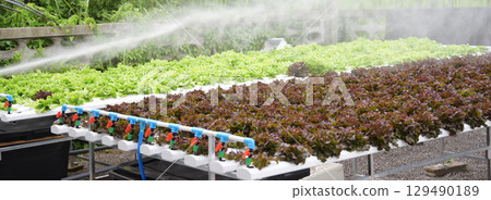 Banner fresh Red Oak Leaf Lettuce organic hydroponic vegetable plantation produce red salad hydroponic farm. Panorama red oak lettuce salad in Organic Farm. Salad farm vegetable with copy space 129490189
