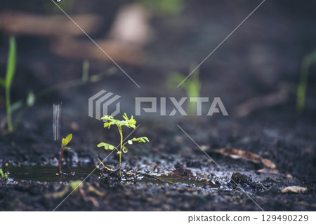 Eco green earth environment concept. Hand with growing tree on earth day with sunlight bokeh in morning. Save world energy protect by plant tree in soil and watering. Eco green earth environment concept. Hand with growing tree on earth day with sunlight bokeh in morning. Save world energy protect by plant tree in soil and watering. 129490229