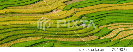 Banner Rice terrace Field Green agriculture landscape. Ecosystem rice paddy field Vietnam farm brook. Banner Golden green rice terraces in tropical Sustainable natural sunrise with copy space Banner Rice terrace Field Green agriculture landscape. Ecosystem rice paddy field Vietnam farm brook. Banner Golden green rice terraces in tropical Sustainable natural sunrise with copy space 129490233