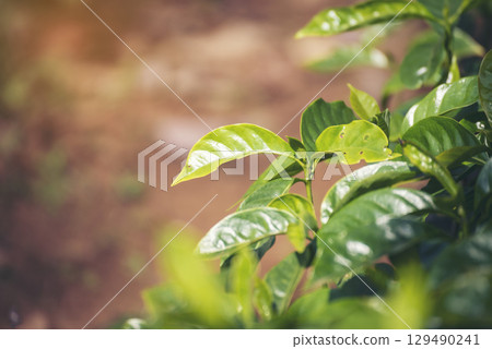 Banner Agriculture Green coffee tree growing berry bean plant. Coffee tree farm growth in eco organic garden. Panorama Fresh coffee bean green leaf bush berry plant arabica garden with copy space 129490241