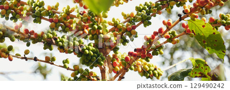 Banner coffee bean berry plant fresh seed. panoramic Ripe Red coffee tree growth green eco organic farm. Banner red ripe seed robusta arabica berries harvest coffee garden. Coffee bean tree copy space 129490242