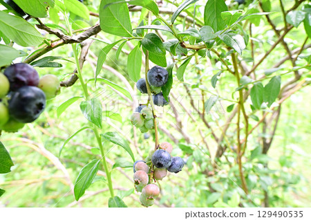 收穫的藍莓，成熟並可食用 129490535