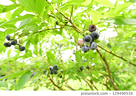 收穫的藍莓,成熟並可食用 收穫的藍莓,成熟並可食用 129490538