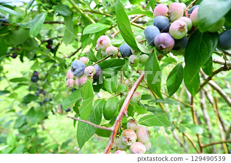 收穫的藍莓，成熟並可食用 129490539
