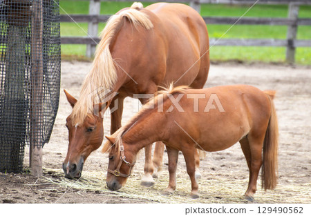 馬和小牛的飼料 馬和小牛的飼料 129490562