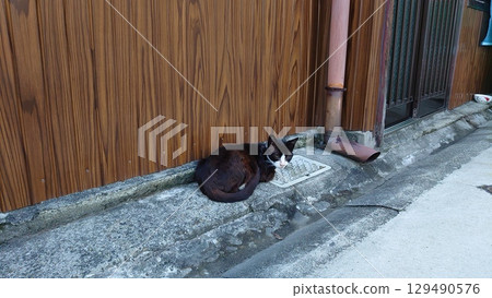 一隻貓在後巷盯著你 129490576