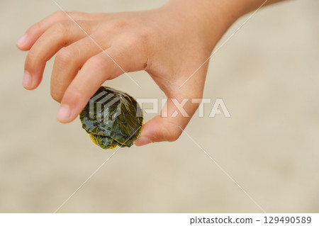 Child's hand holding a turtle, Red-eared slider, an invasive species 129490589