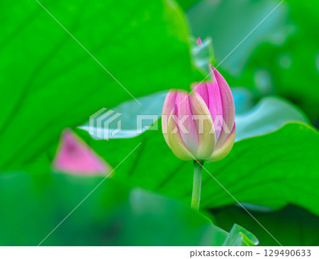Ancient Lotus Flower 4-9 Ancient Lotus Flower 4-9 129490633