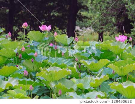 Ancient Lotus Flower 4-50 129490658