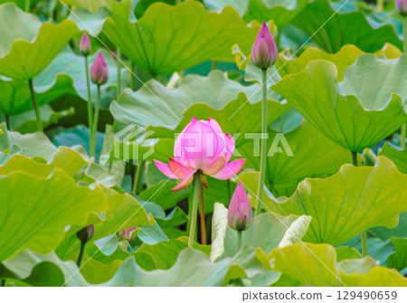Ancient lotus flower 4-51 Ancient lotus flower 4-51 129490659