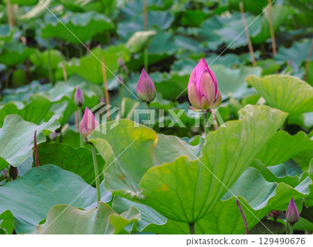 古蓮花4-68 古蓮花4-68 129490676