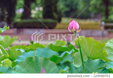 Ancient lotus flower 4-33 Ancient lotus flower 4-33 129490701