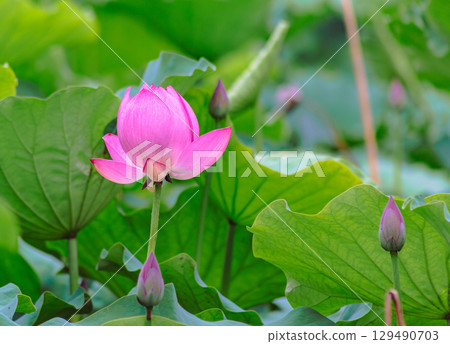 古蓮花4-35 古蓮花4-35 129490703
