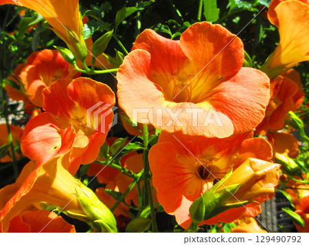 Beautiful scenery of Trumpet Creeper flowers 129490792