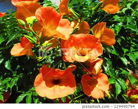 凌霄花的美麗風景 129490794