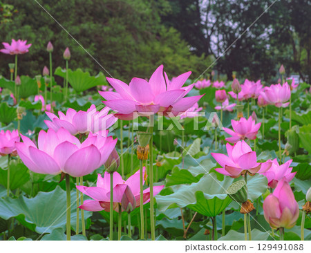 古蓮花3-10 129491088