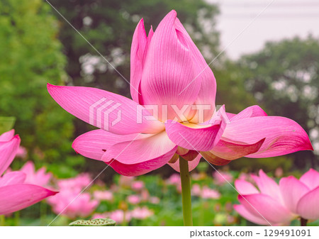 Ancient Lotus Flower 3-13 129491091