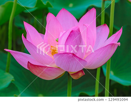 Ancient Lotus Flower 3-16 129491094