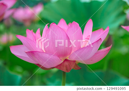 Ancient Lotus Flower 3-17 129491095