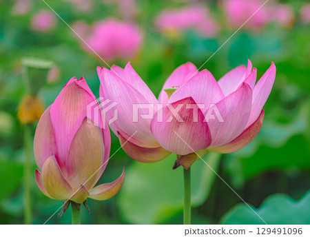 Ancient Lotus Flower 3-18 Ancient Lotus Flower 3-18 129491096