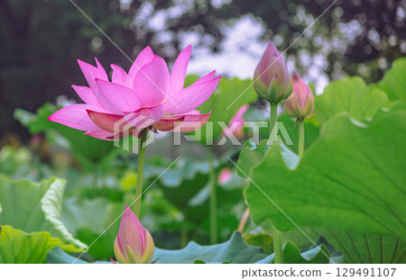 古蓮花3-29 古蓮花3-29 129491107