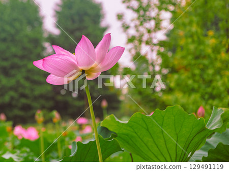 古蓮花3-41 古蓮花3-41 129491119