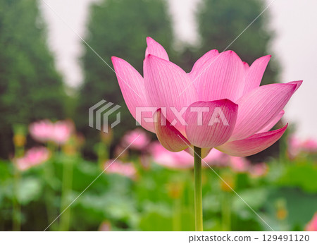 古蓮花3-42 古蓮花3-42 129491120