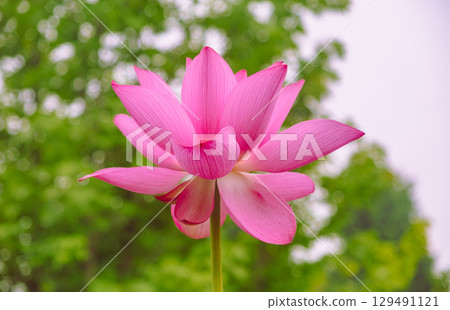 古蓮花3-43 古蓮花3-43 129491121