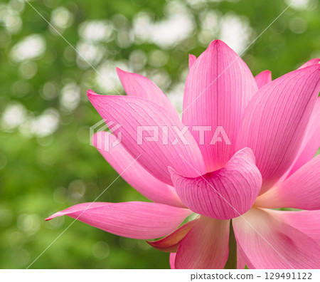 古蓮花3-44 古蓮花3-44 129491122
