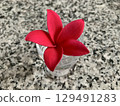 Delicate red plumeria flowers from the tropics | Beautiful tropical flowers that bring healing and color 129491283