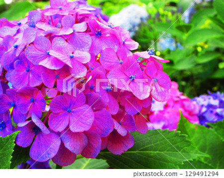 Hydrangea macrophylla flower scenery 129491294