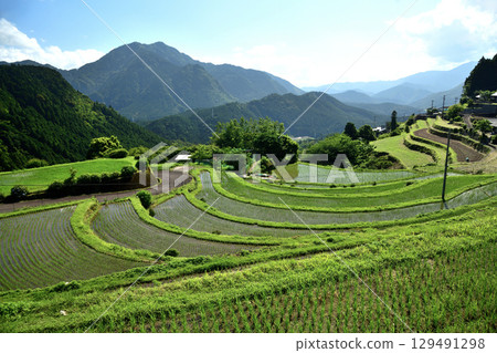 丸山千枚田、一族山[三重縣熊野市喜輪町] 129491298