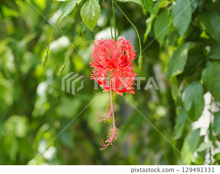 紅花木槿 紅花木槿 129491331