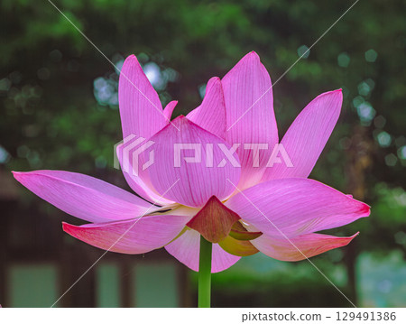 古蓮花3-67 古蓮花3-67 129491386