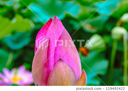 Ancient Lotus Flower 3-107 129491422