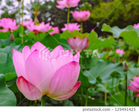 古蓮花3-108 古蓮花3-108 129491425