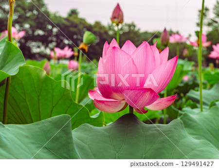 古蓮花3-109 129491427