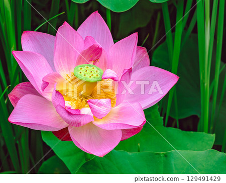 古蓮花3-110 古蓮花3-110 129491429