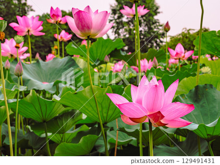 古蓮花3-111 古蓮花3-111 129491431